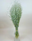 Indian Rice Grass | Dried Florals