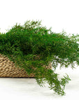 Sprengeri Fern | Preserved Florals
