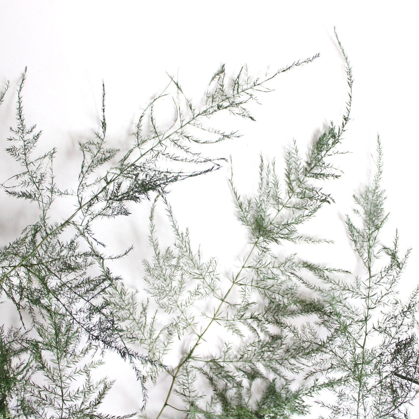 Asparagus Fern | Preserved Florals