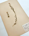 Pressed Flower Herbier Papiers | No.4 circa 1948