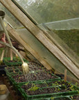 The Rowley Ripple | Lichen 2 Pint Steel Watering Can