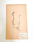 Pressed Flower Herbier Papiers | No.14 circa 1952