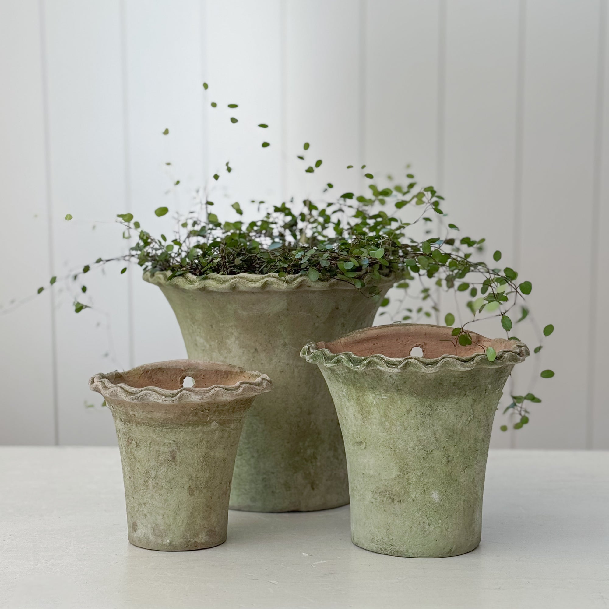 Aged Terra Cotta Piecrust Wall Planter