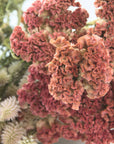 Crested Celosia | Jura Salmon | Dried Florals