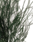 Asparagus Fern | Preserved Florals