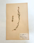 Pressed Flower Herbier Papiers | No.4 circa 1948