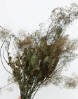 Smoke Bush | Olive Green | Dried Florals