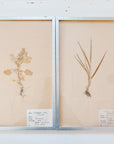 Pressed Flower Botanical Framed Art | C1940s from France