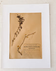 Matted Pressed Herbier Flower Art circa France