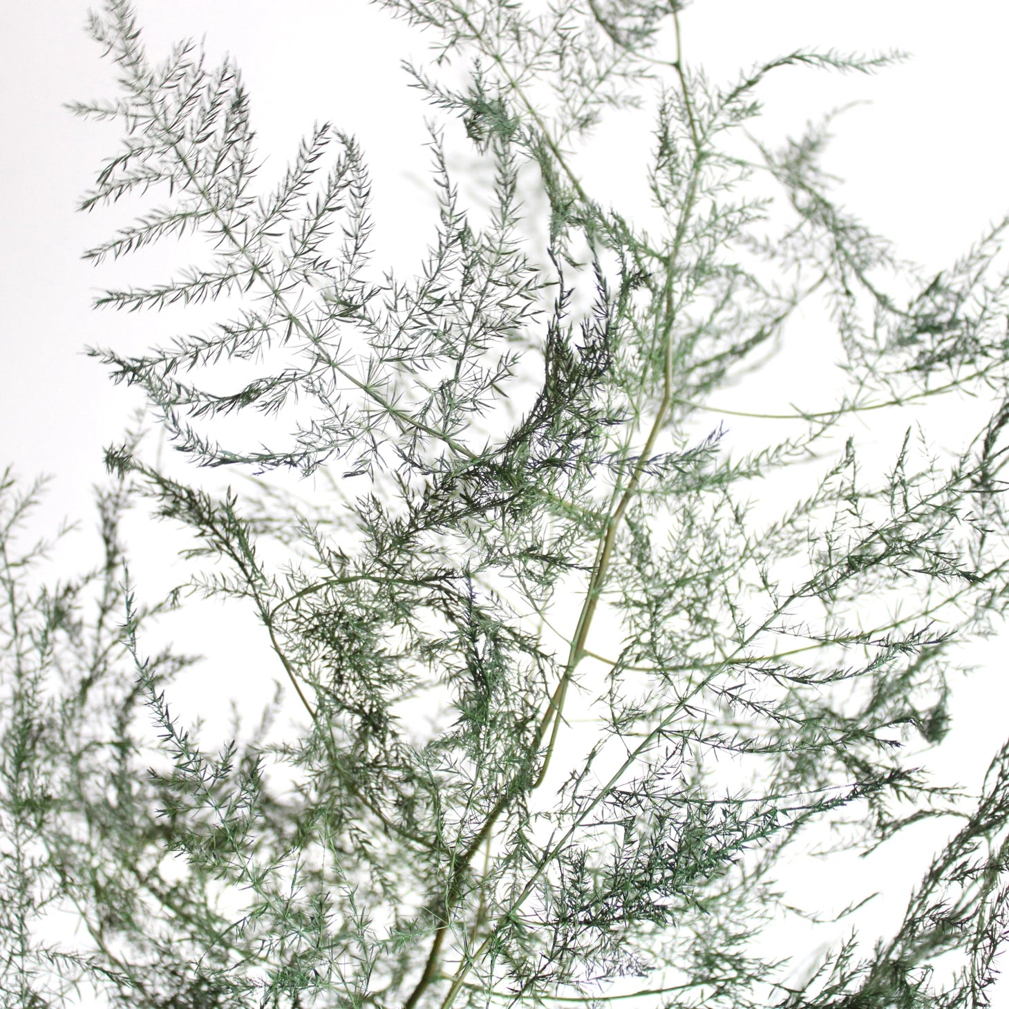Asparagus Fern | Preserved Florals