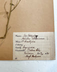 Pressed Flower Herbier Papiers | No.5 circa 1930