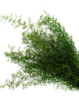 Sprengeri Fern | Preserved Florals