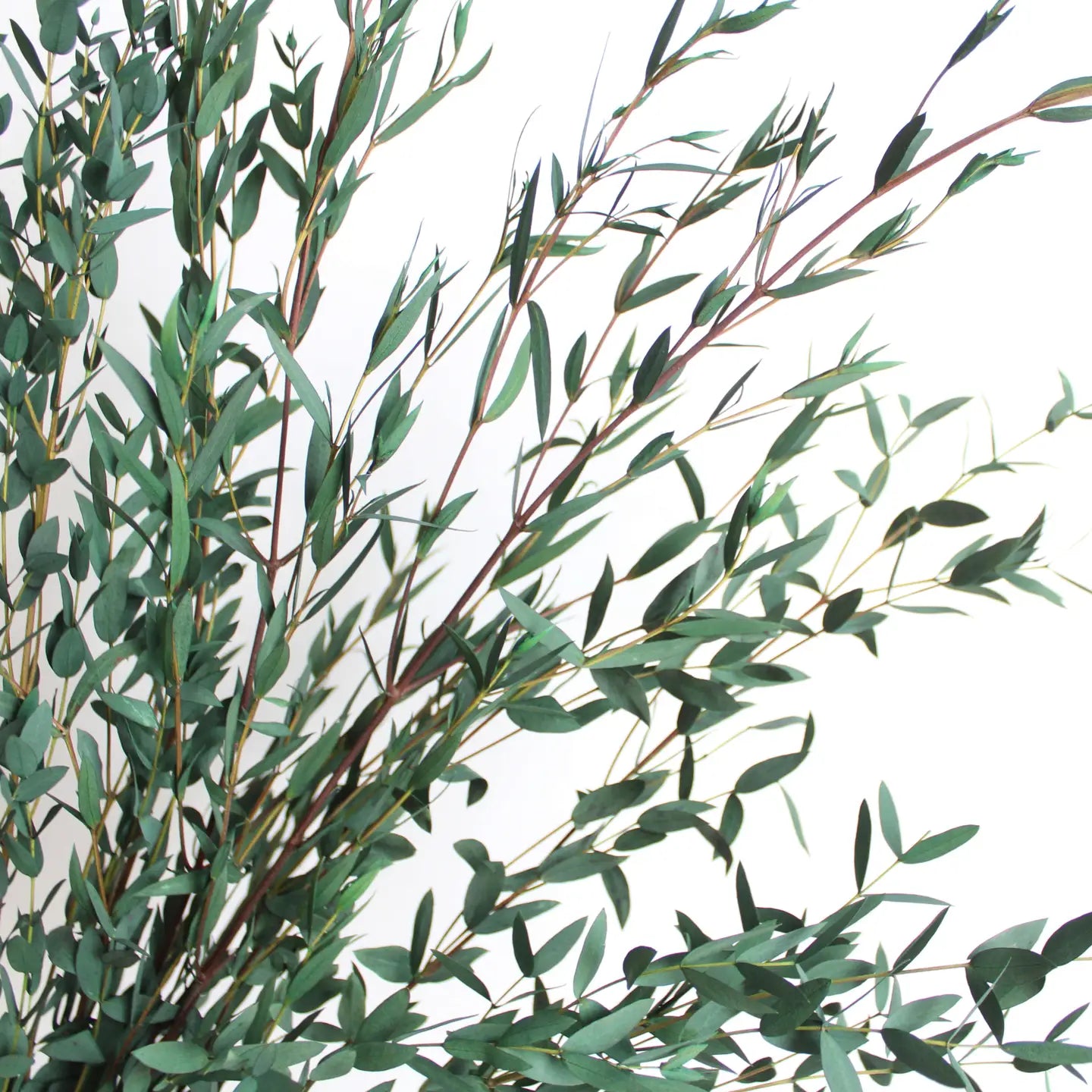 Parvifolia Eucalyptus | Preserved Florals
