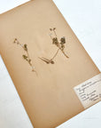Pressed Flower Herbier Papiers | No.9 circa 1921