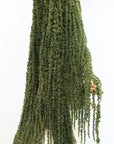 Emerald Green Amaranthus | Preserved Florals