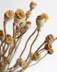 Poppy Pods | Dried Florals