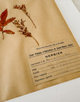 Matted Pressed Herbier Flower Art circa France