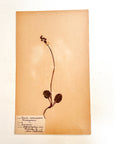 Pressed Flower Herbier Papiers | No.11 circa 1918
