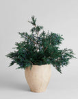 Juniper Stems With Berries | Preserved Florals