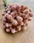 Globe Amaranth | Preserved Florals