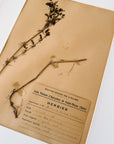 Matted Pressed Herbier Flower Art circa France