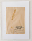 Matted Pressed Herbier Flower Art circa France