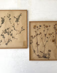 Pair of Framed Pressed Flower Papiers | circa France, 1948 & 1968