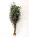 Green Stoebe | Preserved Florals