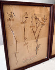 Pair of Framed Pressed Flower Papiers | circa France, 1950s