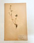 Pressed Flower Herbier Papiers | No.6 circa 1938