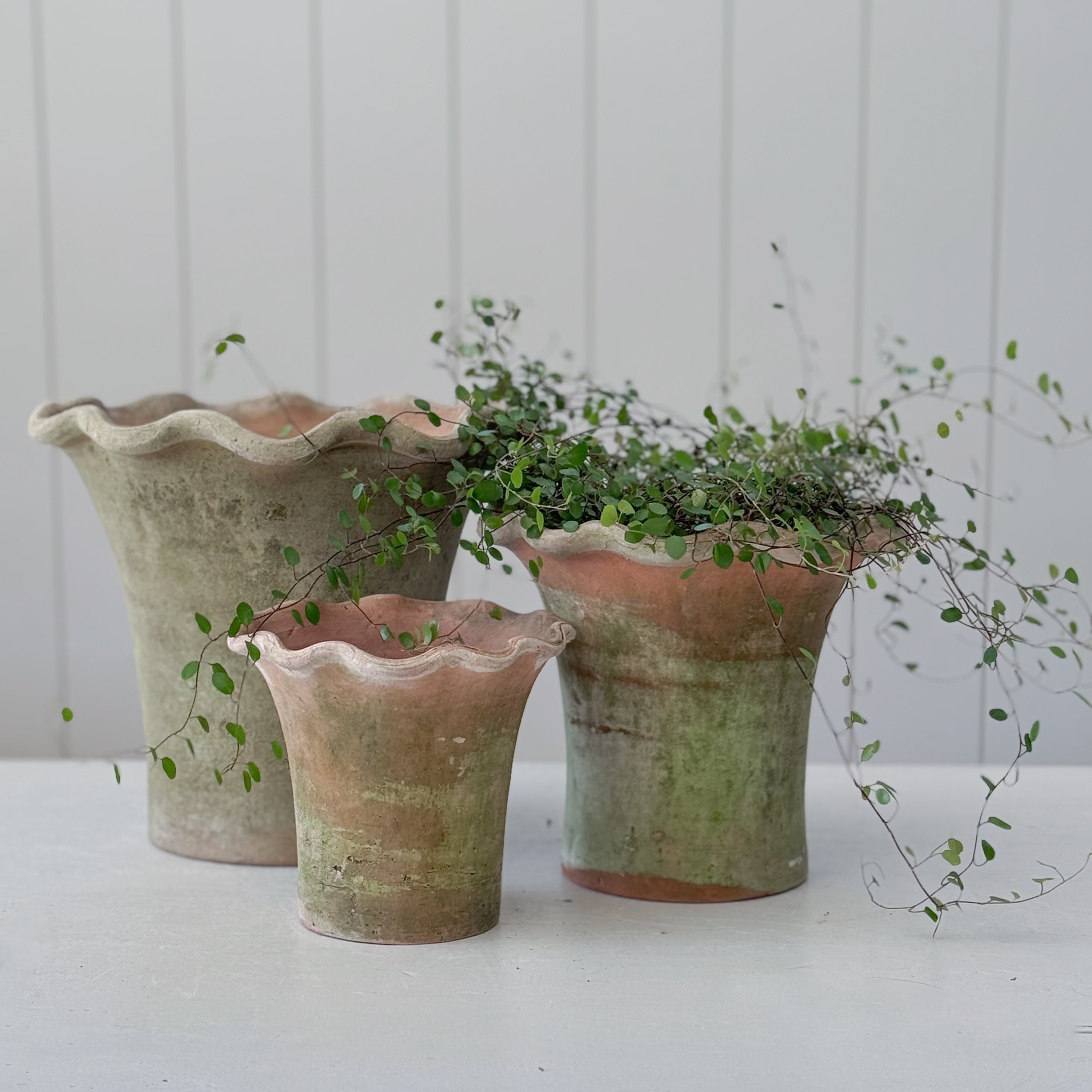 weathered plant pots Scallop Planter