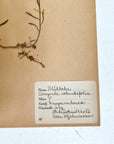 Pressed Flower Herbier Papiers | No.14 circa 1952