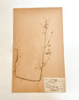 Pressed Flower Herbier Papiers | No.5 circa 1930