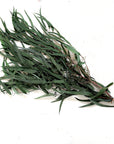 Seeded Feather Willow Eucalyptus | Preserved Florals