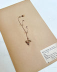 Pressed Flower Herbier Papiers | No.3 circa 1942