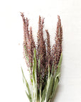 Corn Tassels | Bronze | Dried Florals