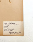 Pressed Flower Herbier Papiers | No.9 circa 1921