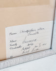 Pressed Flower Botanical Framed Art | C1940s from France