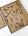 Pair of Framed Pressed Flower Papiers | circa France, 1948 & 1968