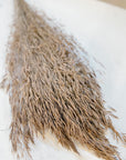 Chorao Grass | Dried Florals