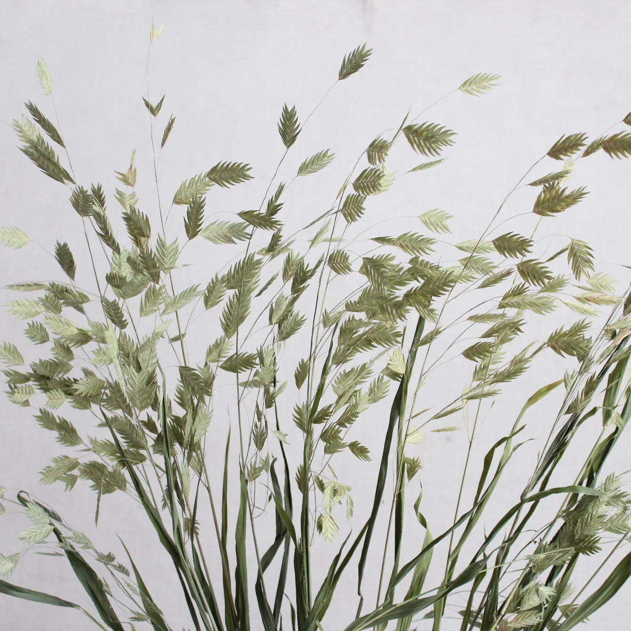 Sea Oats | Preserved Florals