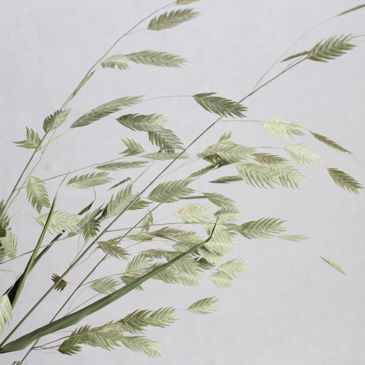 Sea Oats | Preserved Florals