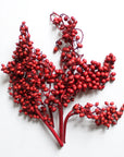 Holiday Canella | Red | Dried Florals