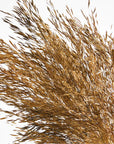 Chorao Grass | Dried Florals