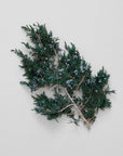 Juniper Stems With Berries | Preserved Florals