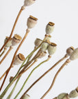 Poppy Pods | Dried Florals