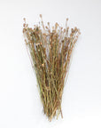 Poppy Pods | Dried Florals
