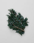 Juniper Stems With Berries | Preserved Florals