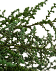 Green Stoebe | Preserved Florals