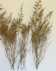 Caspia | Dried Florals